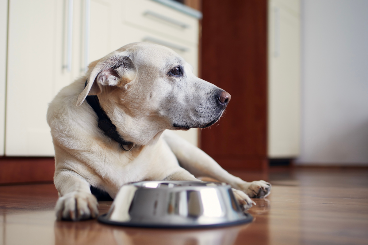 Alimentos probióticos para pets